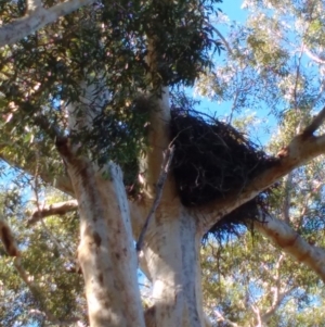 Haliaeetus leucogaster at Wollumboola, NSW - 6 May 2019