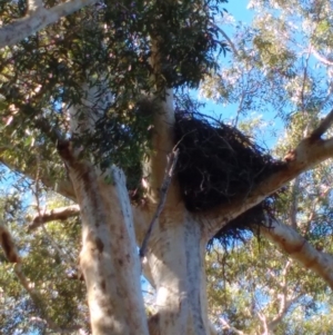 Haliaeetus leucogaster at Wollumboola, NSW - 6 May 2019 11:51 AM