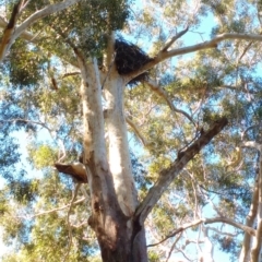 Haliaeetus leucogaster at Wollumboola, NSW - 6 May 2019 11:51 AM