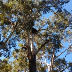 Haliaeetus leucogaster at Wollumboola, NSW - 6 May 2019 11:51 AM