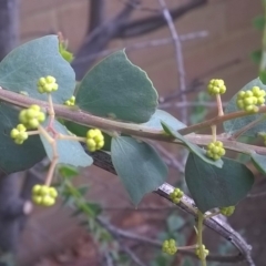 Acacia pravissima (Wedge-leaved Wattle, Ovens Wattle) at Canberra, ACT - 31 Aug 2019 by KumikoCallaway