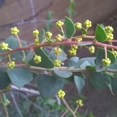 Acacia pravissima at Canberra, ACT - 31 Aug 2019