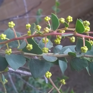 Acacia pravissima at Canberra, ACT - 31 Aug 2019