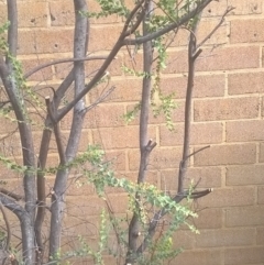 Acacia pravissima at Canberra, ACT - 31 Aug 2019