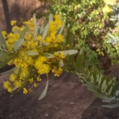 Acacia covenyi at Canberra, ACT - 31 Aug 2019