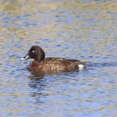 Aythya australis (Hardhead) at Gungahlin, ACT - 1 Sep 2019 by AlisonMilton