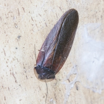 Laxta granicollis (Common bark or trilobite cockroach) at Belconnen, ACT - 6 Jun 2019 by AlisonMilton