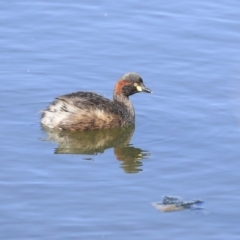 Tachybaptus novaehollandiae (Australasian Grebe) at Gungahlin, ACT - 1 Sep 2019 by AlisonMilton