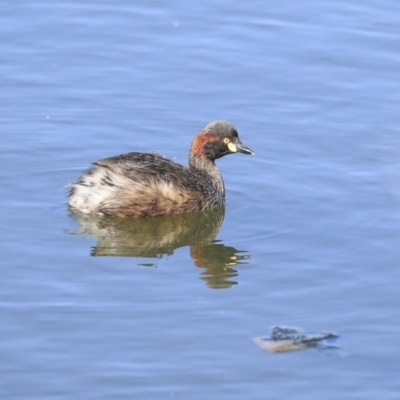 Tachybaptus novaehollandiae (Australasian Grebe) at Gungahlin, ACT - 1 Sep 2019 by Alison Milton