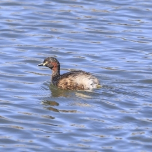 Tachybaptus novaehollandiae at Gungahlin, ACT - 1 Sep 2019