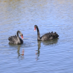 Cygnus atratus at Gungahlin, ACT - 1 Sep 2019