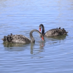 Cygnus atratus at Gungahlin, ACT - 1 Sep 2019