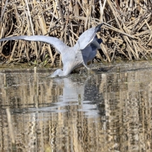 Egretta novaehollandiae at Gungahlin, ACT - 1 Sep 2019 02:02 PM