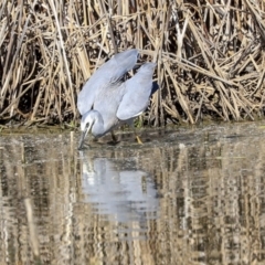 Egretta novaehollandiae at Gungahlin, ACT - 1 Sep 2019 02:02 PM