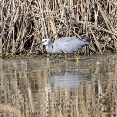 Egretta novaehollandiae at Gungahlin, ACT - 1 Sep 2019 02:02 PM