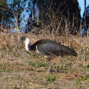 Threskiornis spinicollis at Hughes, ACT - 1 Sep 2019 09:12 AM