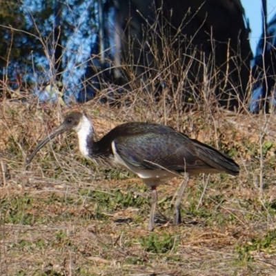 Threskiornis spinicollis (Straw-necked Ibis) at Red Hill to Yarralumla Creek - 31 Aug 2019 by JackyF