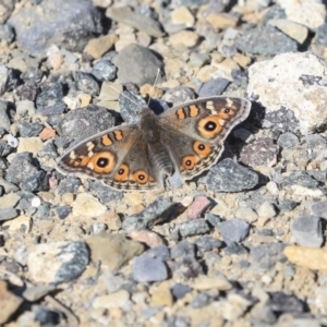 Junonia villida at Gungahlin, ACT - 1 Sep 2019