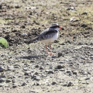 Charadrius melanops at Ngunnawal, ACT - 1 Sep 2019 02:33 PM