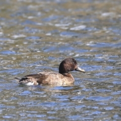 Aythya australis (Hardhead) at Gungahlin, ACT - 1 Sep 2019 by AlisonMilton