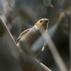 Ptilotula penicillata (White-plumed Honeyeater) at Nicholls, ACT - 1 Sep 2019 by AlisonMilton