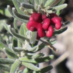 Grevillea lanigera (Woolly Grevillea) at Booth, ACT - 1 Sep 2019 by idlidlidlidl