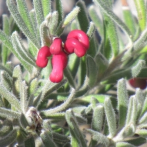 Grevillea lanigera at Booth, ACT - 1 Sep 2019 01:30 PM