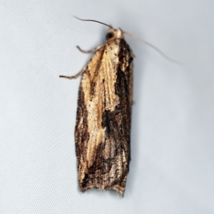 Cryptoptila immersana at O'Connor, ACT - 29 Nov 2018 10:31 PM