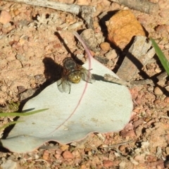 Calliphora sp. (genus) at Majura, ACT - 1 Sep 2019 02:19 PM