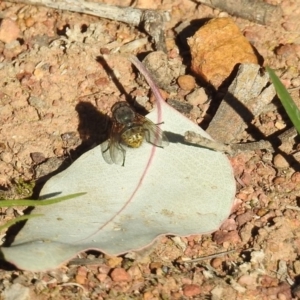 Calliphora sp. (genus) at Majura, ACT - 1 Sep 2019 02:19 PM