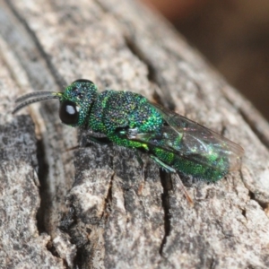 Chrysididae (family) at Casey, ACT - 1 Sep 2019 11:57 AM