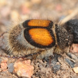 Liparetrus discipennis at Casey, ACT - 1 Sep 2019 12:05 PM