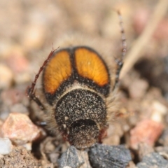 Liparetrus discipennis at Casey, ACT - 1 Sep 2019 12:05 PM