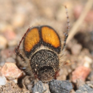 Liparetrus discipennis at Casey, ACT - 1 Sep 2019 12:05 PM