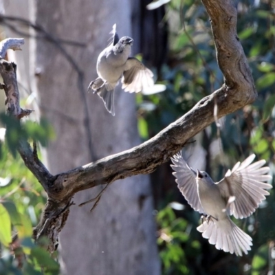 Colluricincla harmonica (Grey Shrikethrush) at Mount Ainslie - 1 Sep 2019 by RodDeb