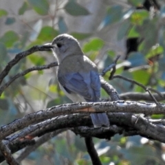 Colluricincla harmonica at Majura, ACT - 1 Sep 2019 01:34 PM