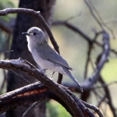 Colluricincla harmonica at Majura, ACT - 1 Sep 2019 01:34 PM