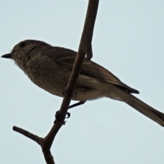 Pachycephala pectoralis (Golden Whistler) at Mount Ainslie - 1 Sep 2019 by RodDeb