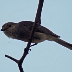 Pachycephala pectoralis at Majura, ACT - 1 Sep 2019