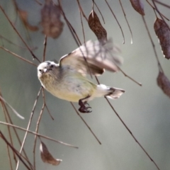 Smicrornis brevirostris (Weebill) at Mount Ainslie - 1 Sep 2019 by RodDeb