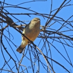 Smicrornis brevirostris at Mount Ainslie - 1 Sep 2019