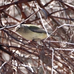 Smicrornis brevirostris at Mount Ainslie - 1 Sep 2019