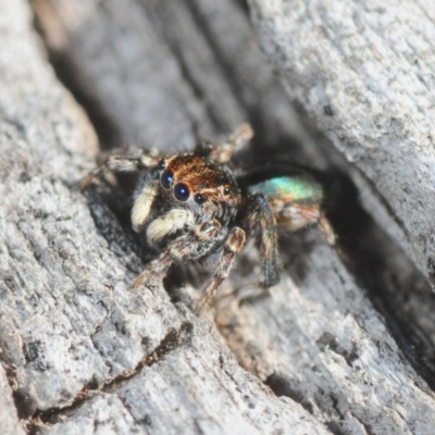 Maratus chrysomelas (Variable Peacock Spider) at Casey, ACT - 1 Sep 2019 by Harrisi