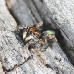 Maratus chrysomelas (Variable Peacock Spider) at Casey, ACT - 1 Sep 2019 by Harrisi
