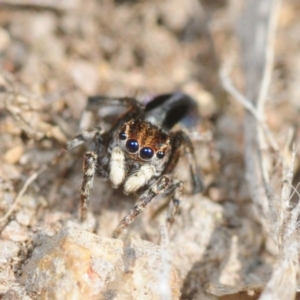 Maratus chrysomelas at Casey, ACT - 1 Sep 2019 12:12 PM