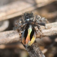 Maratus chrysomelas at Casey, ACT - 1 Sep 2019 12:12 PM