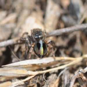 Maratus chrysomelas at Casey, ACT - 1 Sep 2019 12:12 PM