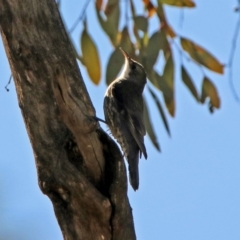 Cormobates leucophaea (White-throated Treecreeper) at Majura, ACT - 1 Sep 2019 by RodDeb