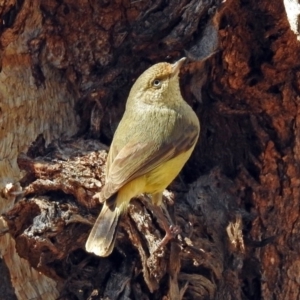 Acanthiza reguloides at Majura, ACT - 1 Sep 2019