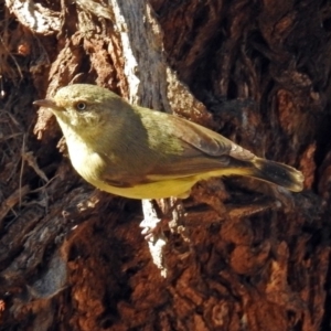 Acanthiza reguloides at Majura, ACT - 1 Sep 2019 01:53 PM